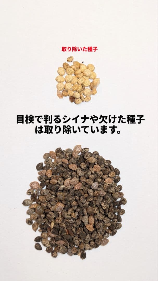 1月新着種子 アデニア ペチュエリー Adenia pechuelii 10粒 - 塊根植物