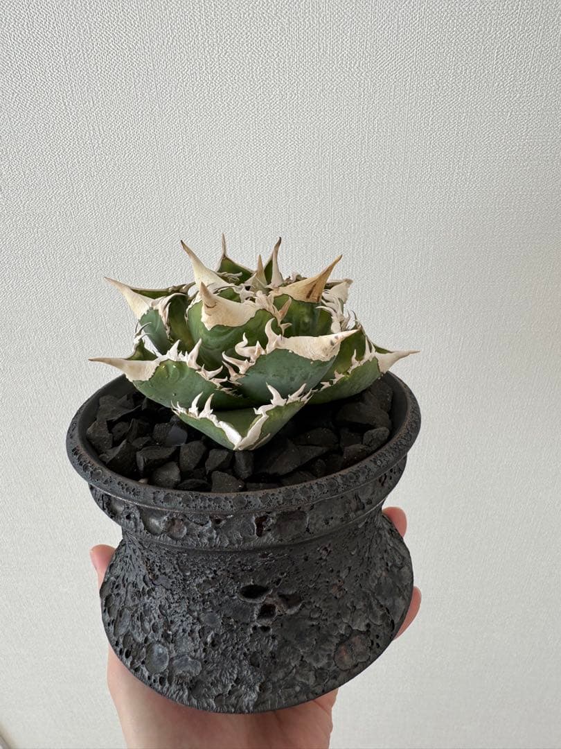 アガベ チタノタ 大白鯊 親株 コレクション株 ホホジロザメ lize産