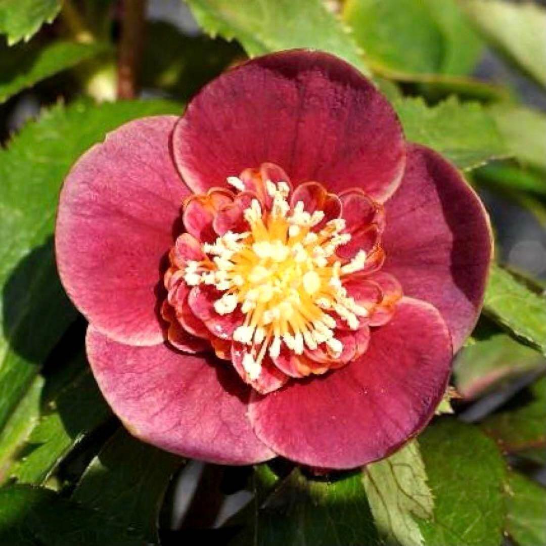 ヘ*6様 3565☘️蕾花付き☘️極上☘️⭐️小輪⭐️ ハートSD⭐️オーレア⭐