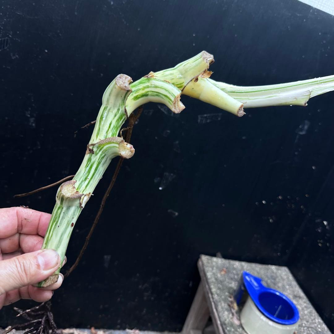 斑入りモンステラホワイトタイガー茎4株おまとめ - メルカリ