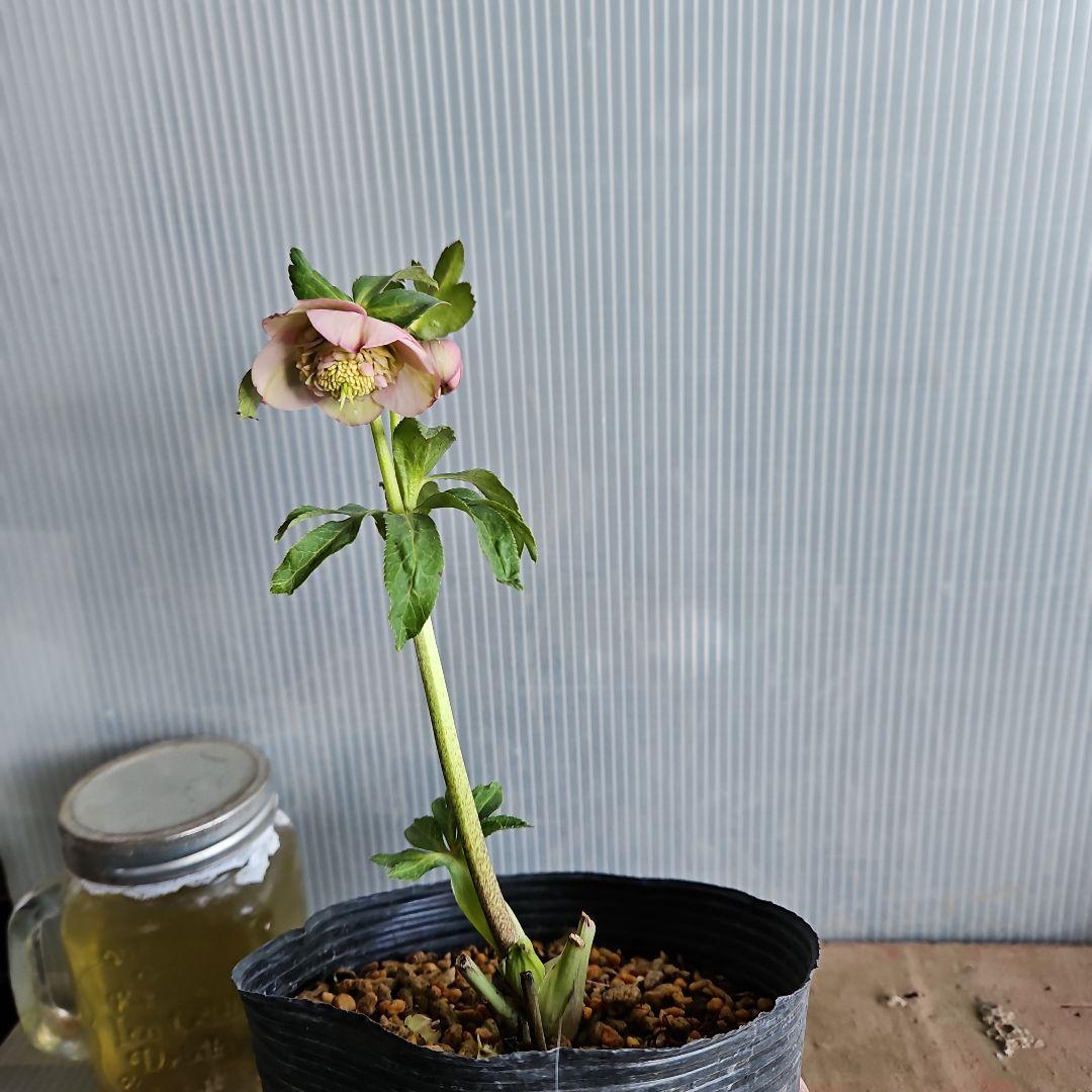 マカロンロン*様にご提案苗㉖-355クリスマスローズ