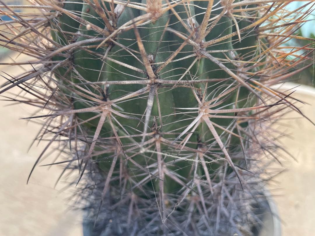 サボテン 黄金冠 フェロカクタス 古株 大きめ