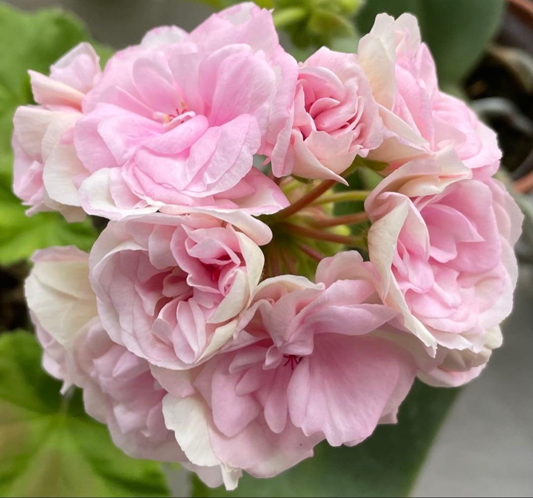 日本初海外品種ゼラニウム 希少品種ゼラニウム