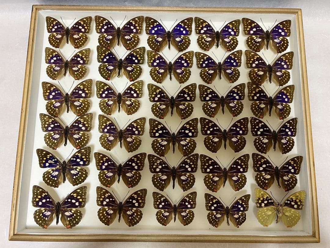 希少蝶の標本オオムラサキ等採取1982/1987等ケース約50x42x6cm オオムラサキ／オス , 蝶の標本 販売・通販のNatureShop|モルフォや