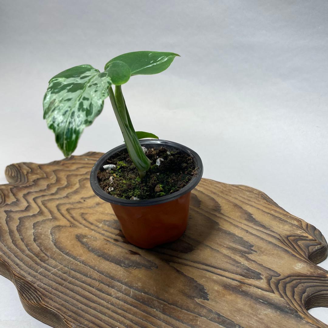 q18品種保証！斑入り保証！Bulbasaurモンステラ バルバソー フシギダネ