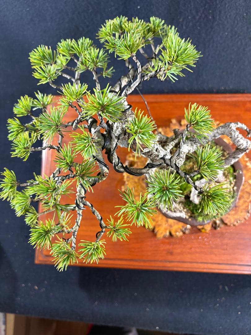 貴風盆栽、赤石五葉松、根上がり 懸崖作り、実生40年強 medabon
