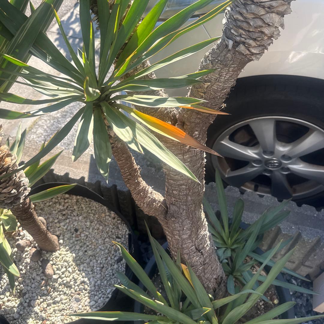 ユッカグロリオサ 分頭！ 子株も有り 芋付き 1.4m以上 直接取り引き