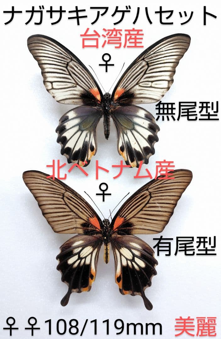 ナガサキアゲハ♀♀標本セット☆台湾＆北ベトナム産☆美麗標本 108