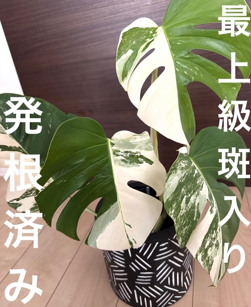 極上5葉付き美株！発根済み！モンステラ斑入り ホワイトタイガー