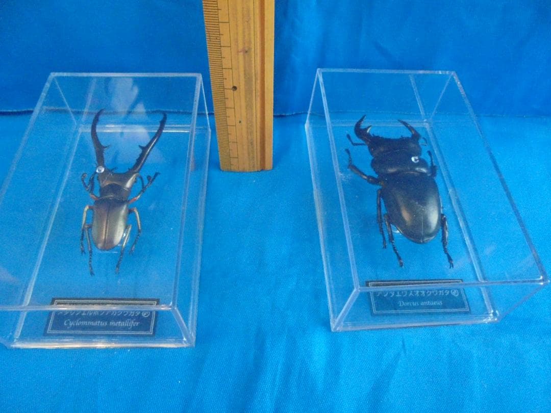 クワガタ標本セット Cyclommatus elaphus & Dorcus t - メルカリ