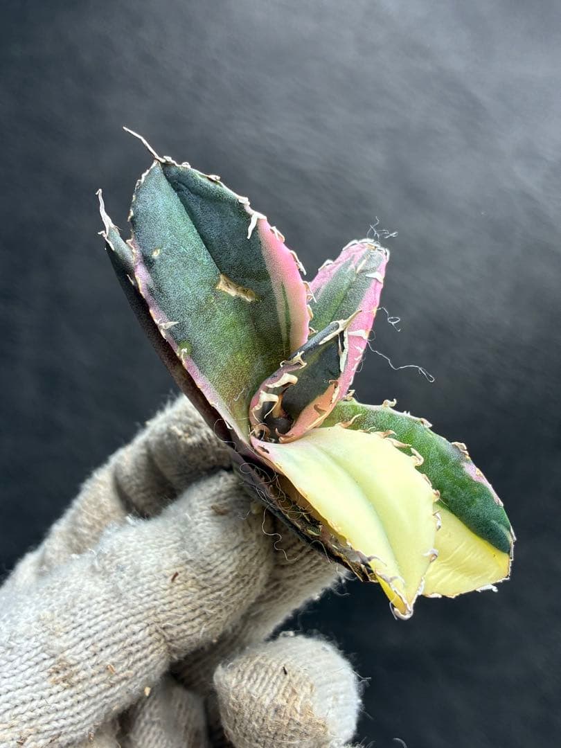 アガベ チタノタ「白鯨錦特殊錦」中斑入り 珍しいカラー 鮮やかな