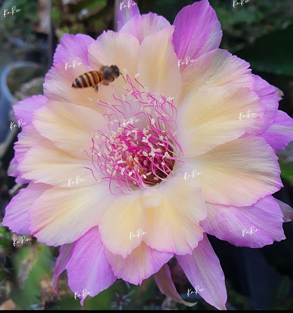 34-オーロラ 人気花サボテン ロビビア属 複色咲き 群開花 カキコ