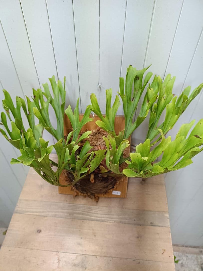 K251【XLサイズ】 ビカクシダ リドレイ 現地球1/27輸入 - メルカリ