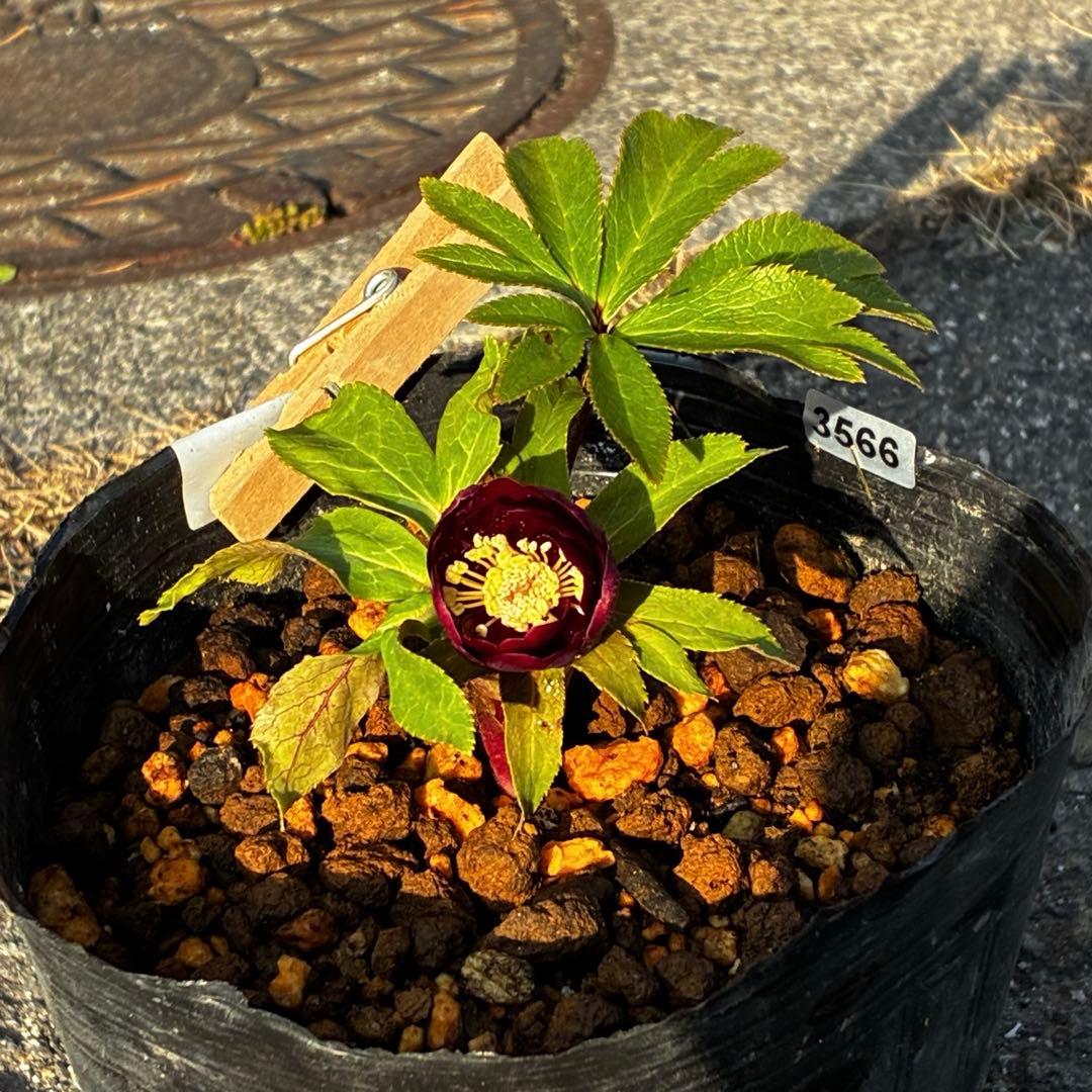 か*l様 3566☘️蕾花付き☘️⭐️コロコロ小輪⭐️紅赤オーレア⭐️コンパクト