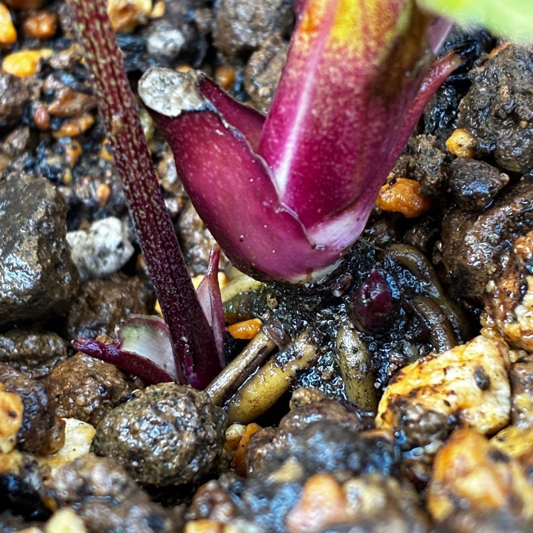 か*l様 3566☘️蕾花付き☘️⭐️コロコロ小輪⭐️紅赤オーレア⭐️コンパクト