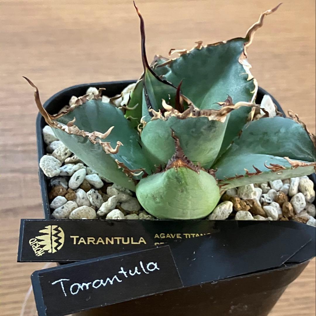 モ*ギ様 【初売りオークション】49 REZA産　長棘　アガベ　TARANTUL