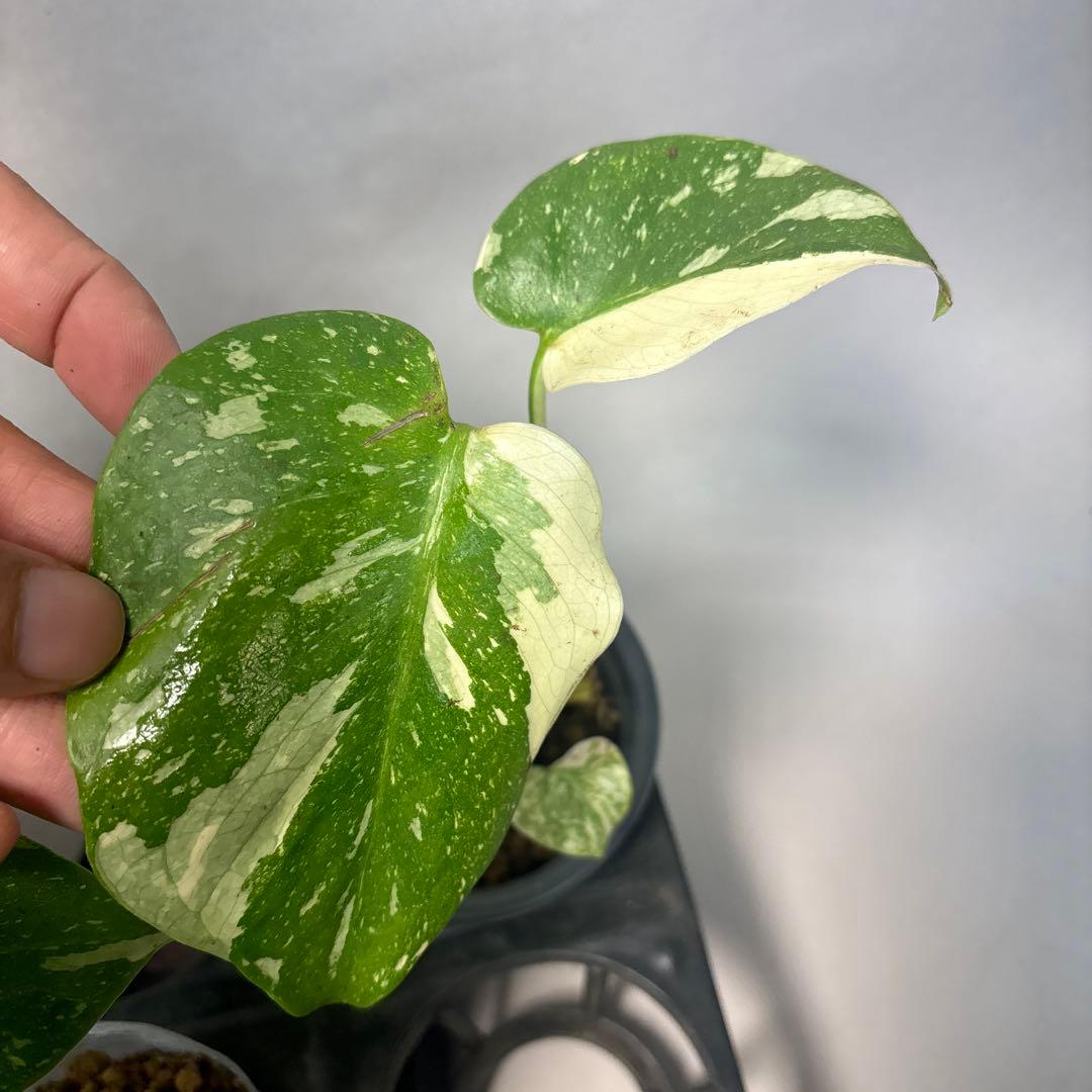 10株セット訳ありa16【特別選抜】モンステラ・タイコンステレーション