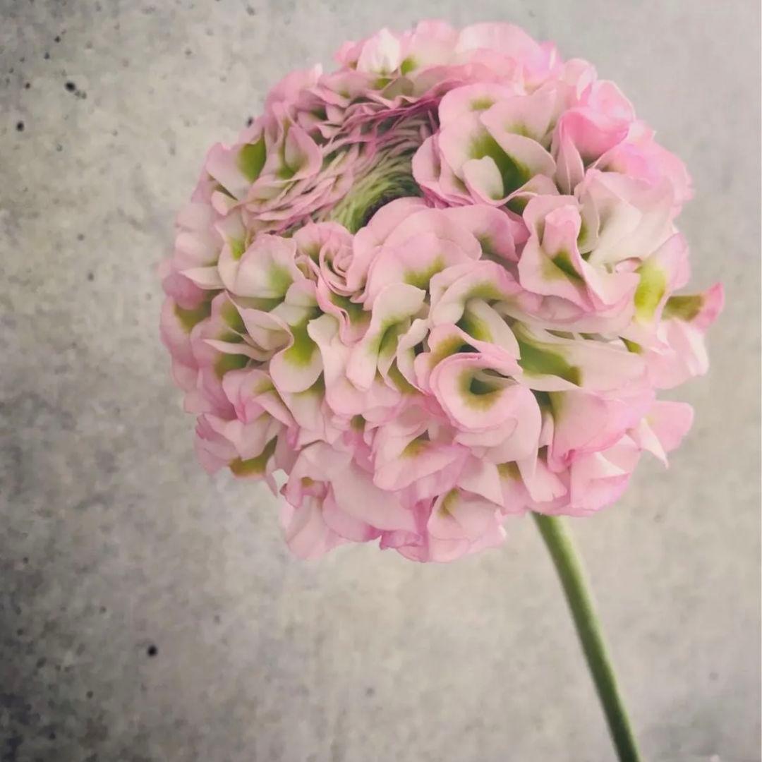 ラナンキュラス ポンポンシリーズ『ハーマイオニー』土を落とさず