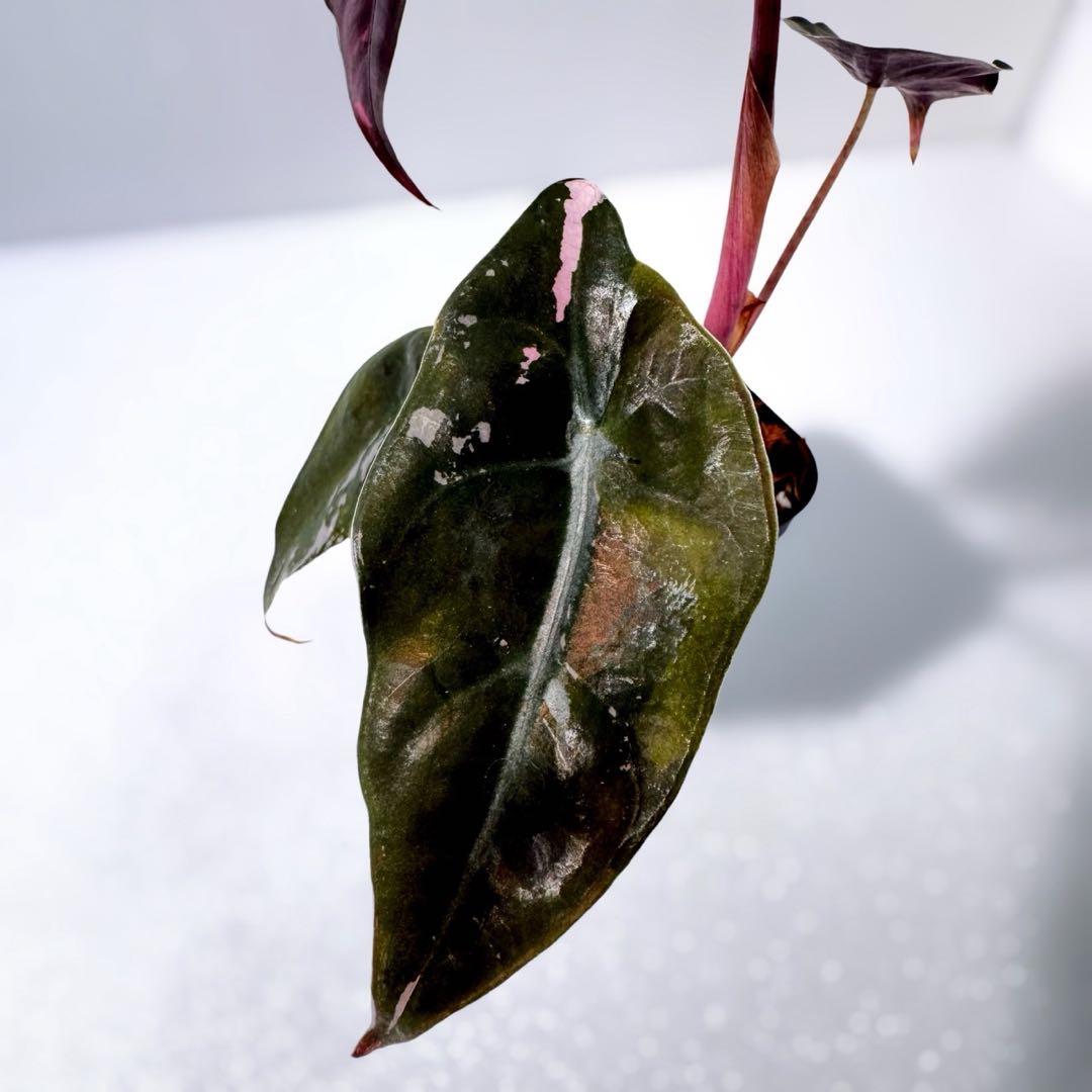 アロカシア シャントリエリ ピンク斑入り 斑入り少なめお買い得品