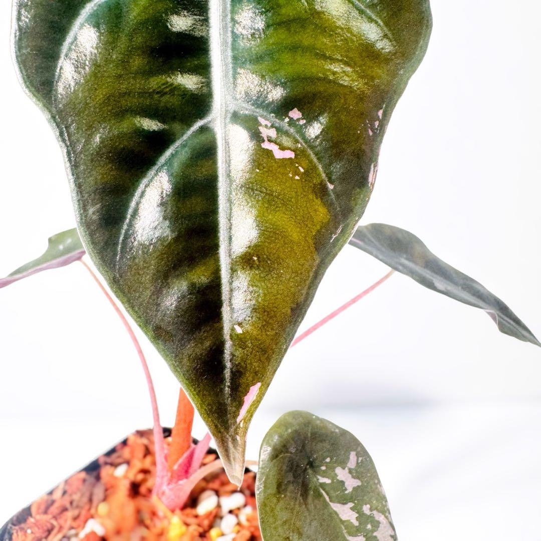 アロカシア シャントリエリ ピンク斑入り 斑入り少なめお買い得品