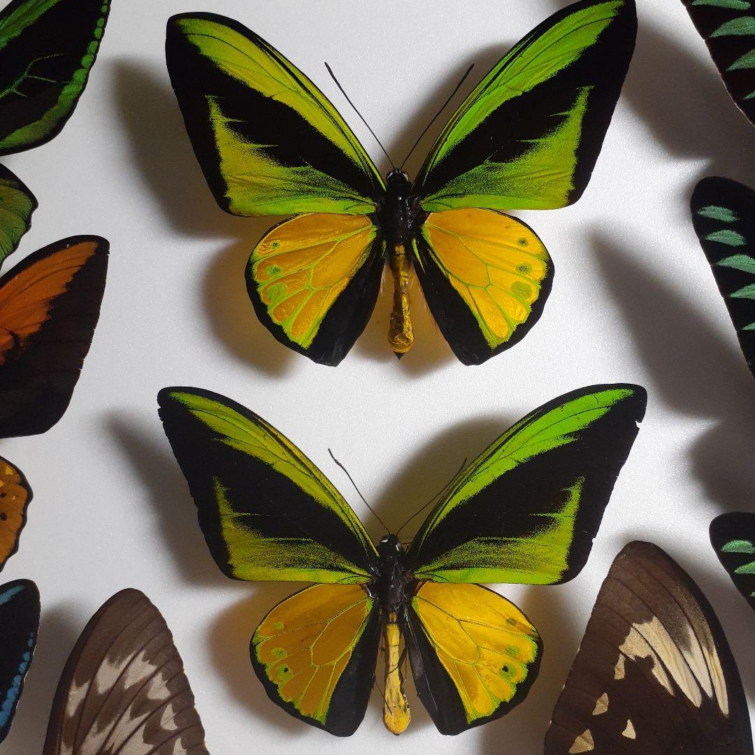 蝶標本トリバネアゲハ、オオルリアゲハなど19種37頭大型ドイツ標本箱2