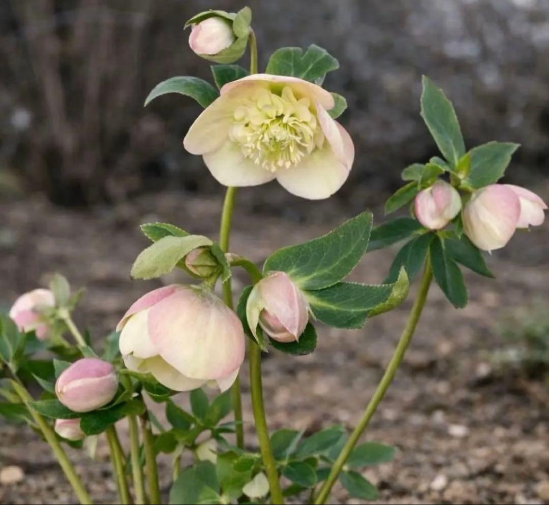 ナムナム norqain-freedom-60-chrono-43-