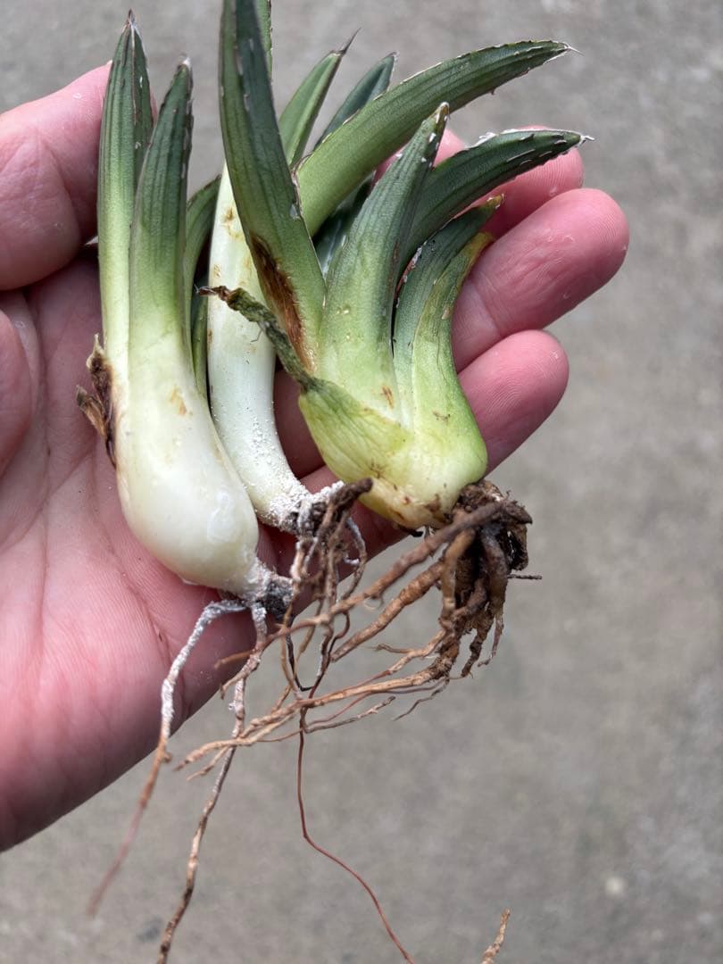 アガベ 笹の雪 極上株 子株3カブセット