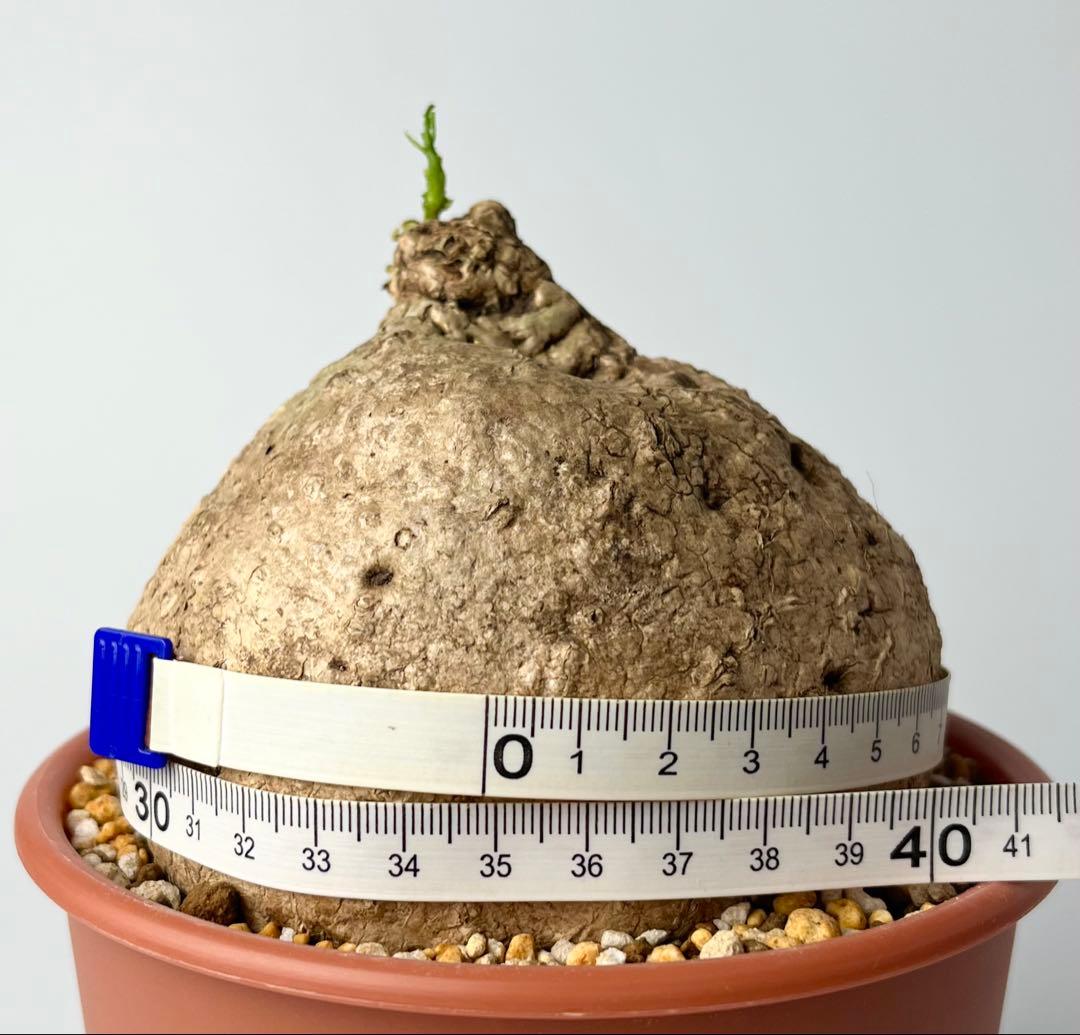 激レア/極美/大株/塊根植物】アデニア ペナンギアナ 鉢植え - メルカリ