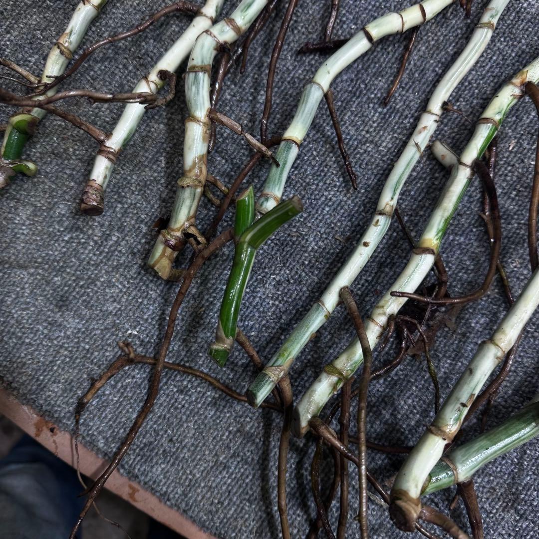 斑入りモンステラホワイトタイガー茎8株おまとめ - メルカリ