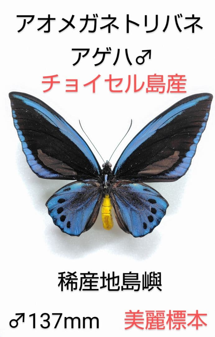 アオメガネトリバネ アゲハ♂標本 ★チョイセル島産137mm入手困難島美麗標本