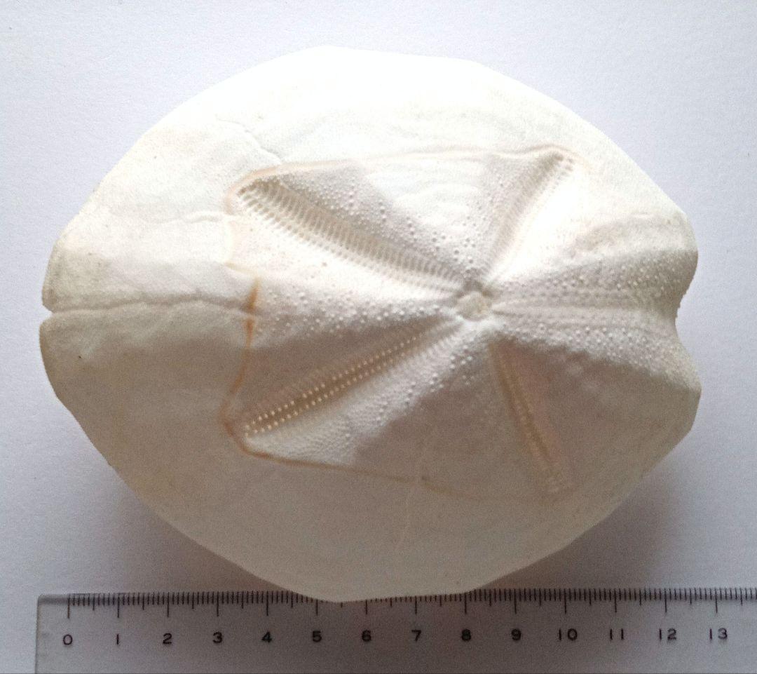 特大サイズ ライオネスブンブク ブンブク 標本 ウニ殻 - メルカリ