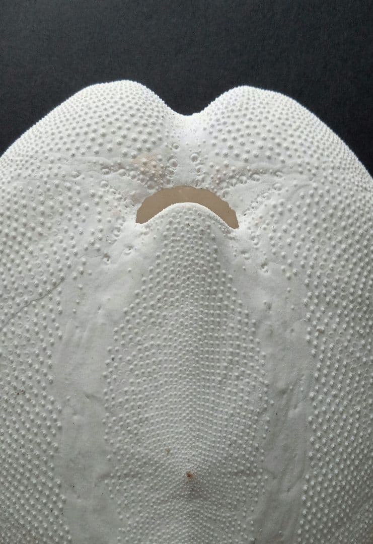 特大サイズ ライオネスブンブク ブンブク 標本 ウニ殻 - メルカリ