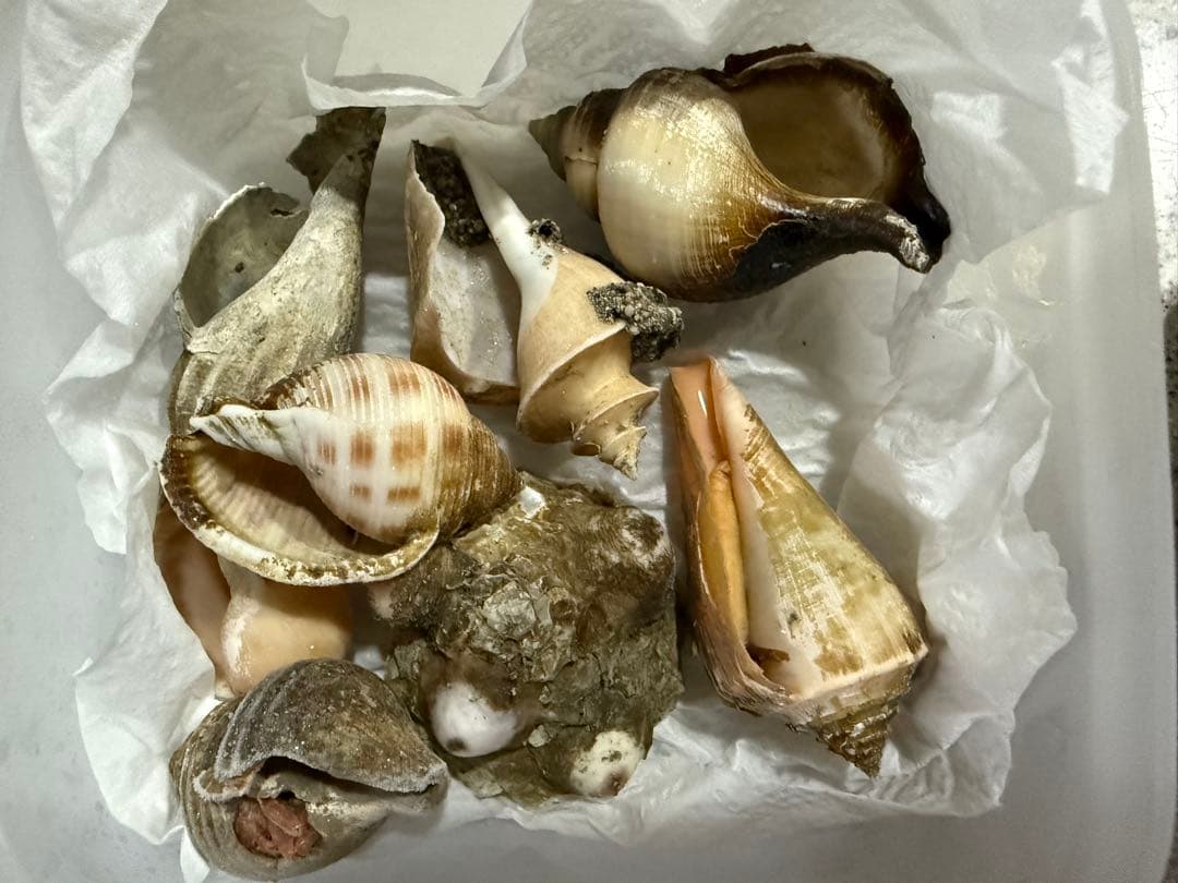 貝　まとめ売り 美品厳選‼️貝殻まとめ売り 20種類以上 サイズ大小さまざま 合計83個