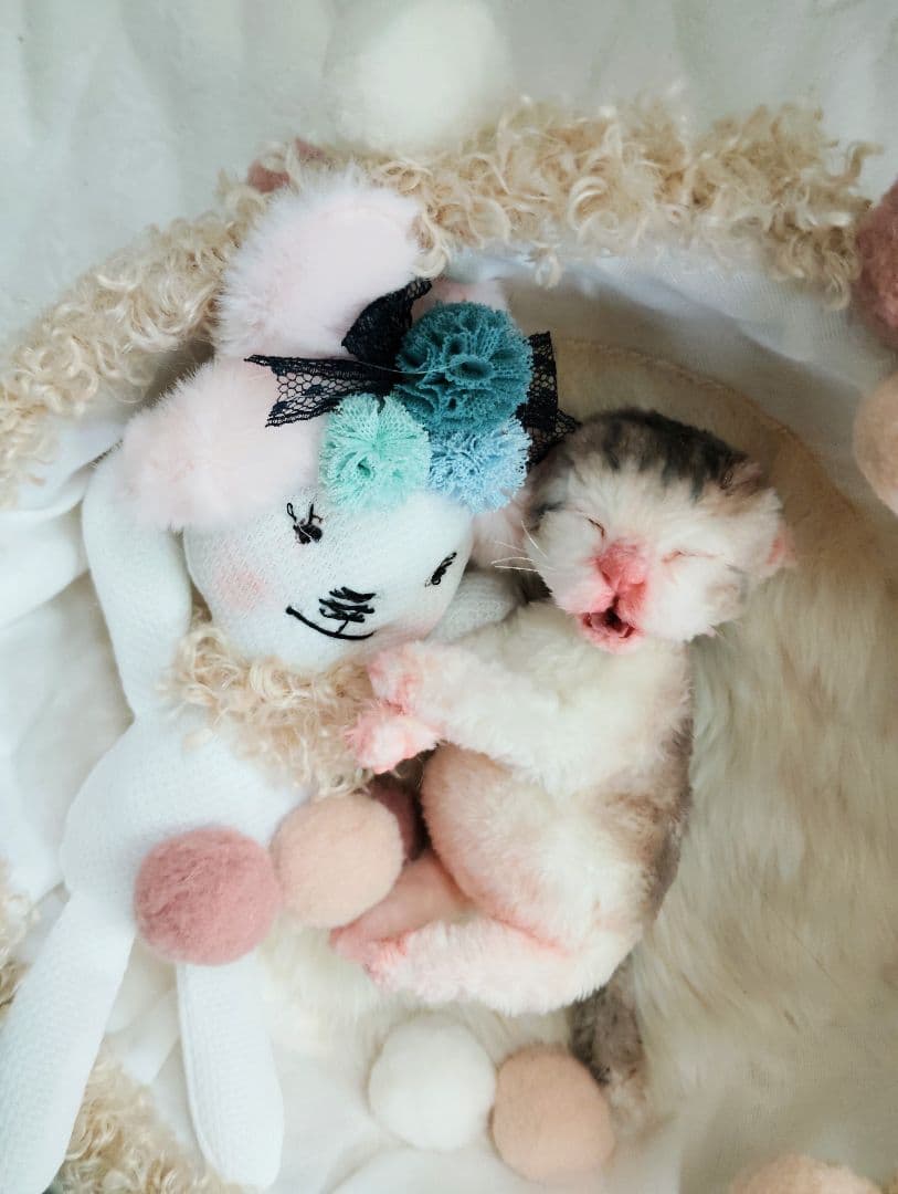 お世話してね❤生後1日子猫ちゃん♡バスケットとクマたん♡