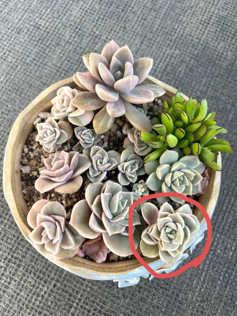 多肉植物 ラブリーローズ錦➀ 抜き苗 - メルカリ