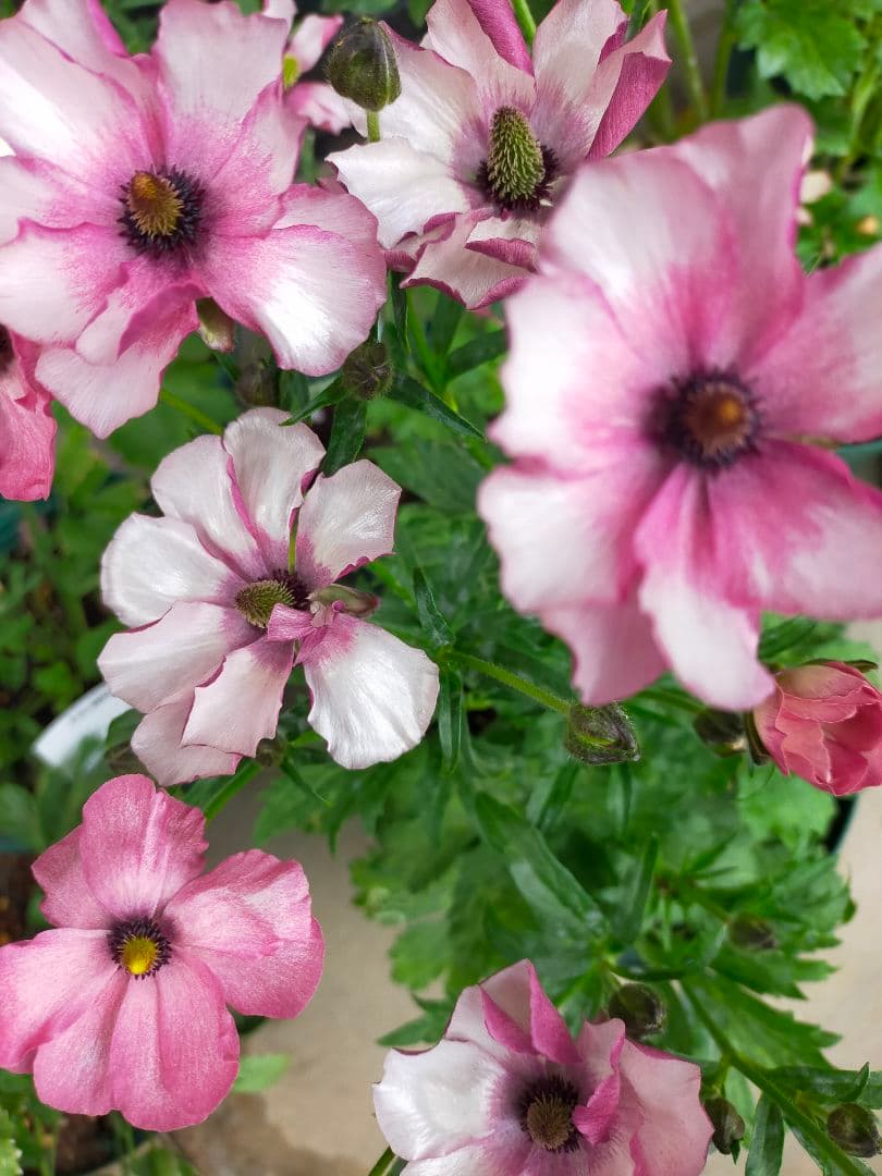 ラナンキュラスラックス ポスポロス、エウロペ - メルカリ