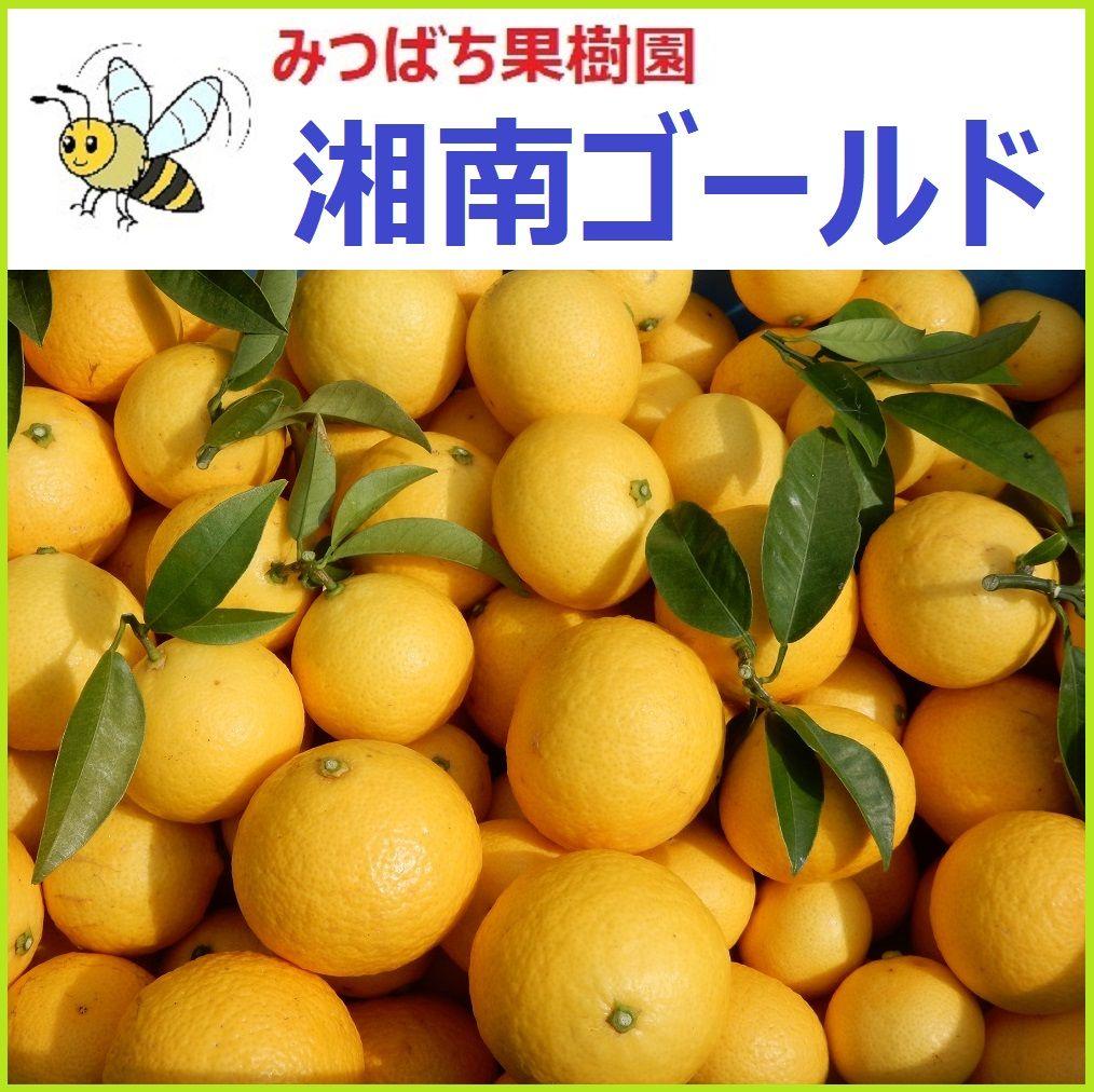 みつばち果樹園 湘南ゴールド 2.7kg サイズmix - メルカリ