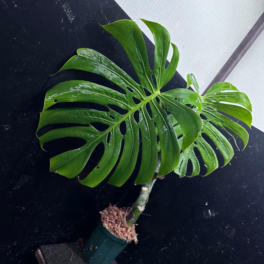 モンステラデリシオーサマクロコズム超希少系統鉢植え63㎝ モンステラ