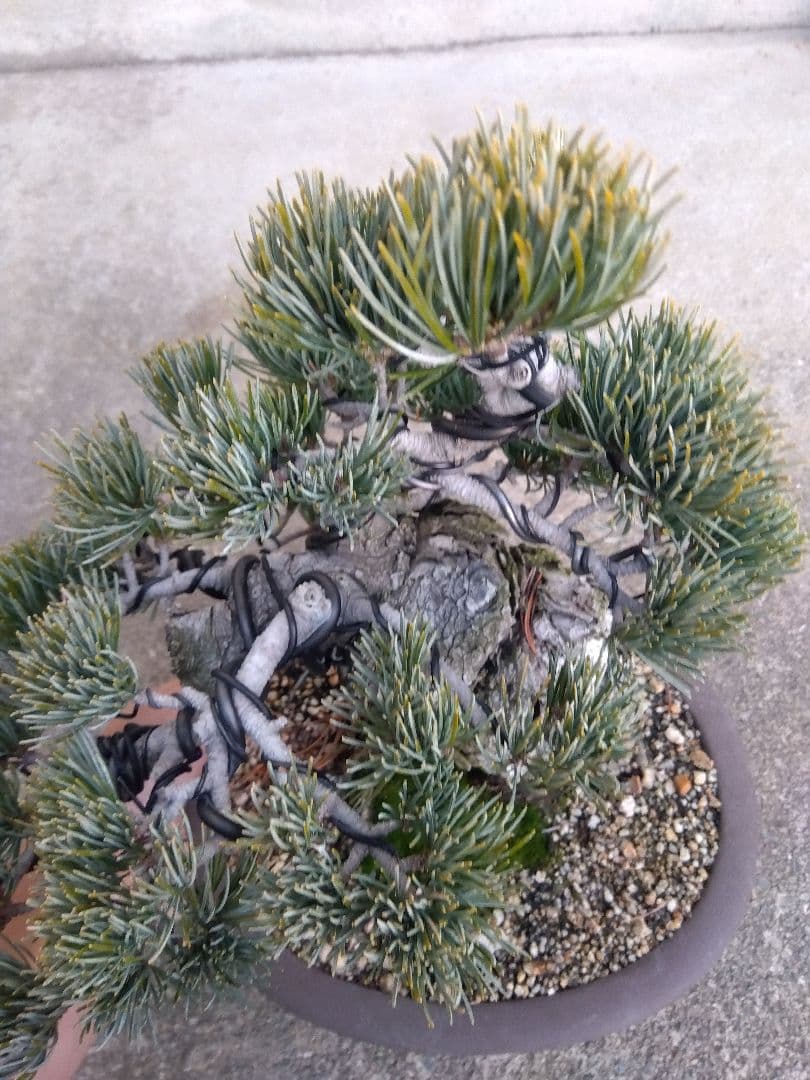 五葉松 盆栽 極太❗良樹形❗8号陶器鉢つき ③