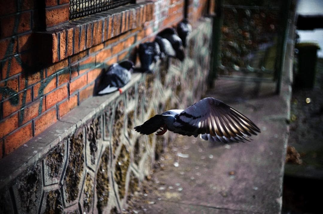 47【限定品】Art Photo Group 限定 未使用品 ヘリオス44-2 - メルカリ