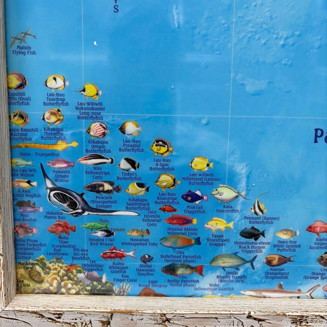 ハワイ島の説明絵画 | 激安通販のイーサプライ