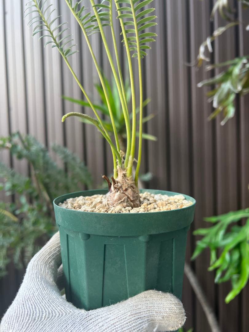 タイムセール】ディオーン・エデュレ / 国内実生 ソテツ 多肉 希少 レア