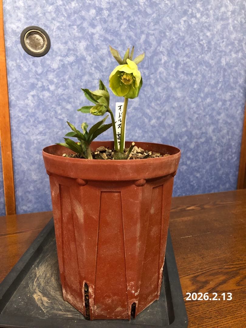 クリスマスローズ 原種 オドルス 緑 シングル 香り - メルカリ