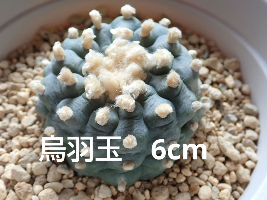 ロフォフォラ ロホホラ 烏羽玉 抜き苗 匿名配送 - メルカリ