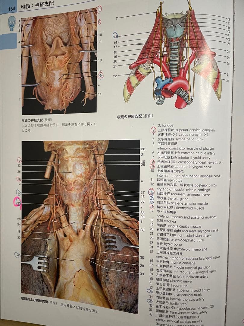 りか様専用】 解剖学カラーアトラス 第8版 - メルカリ