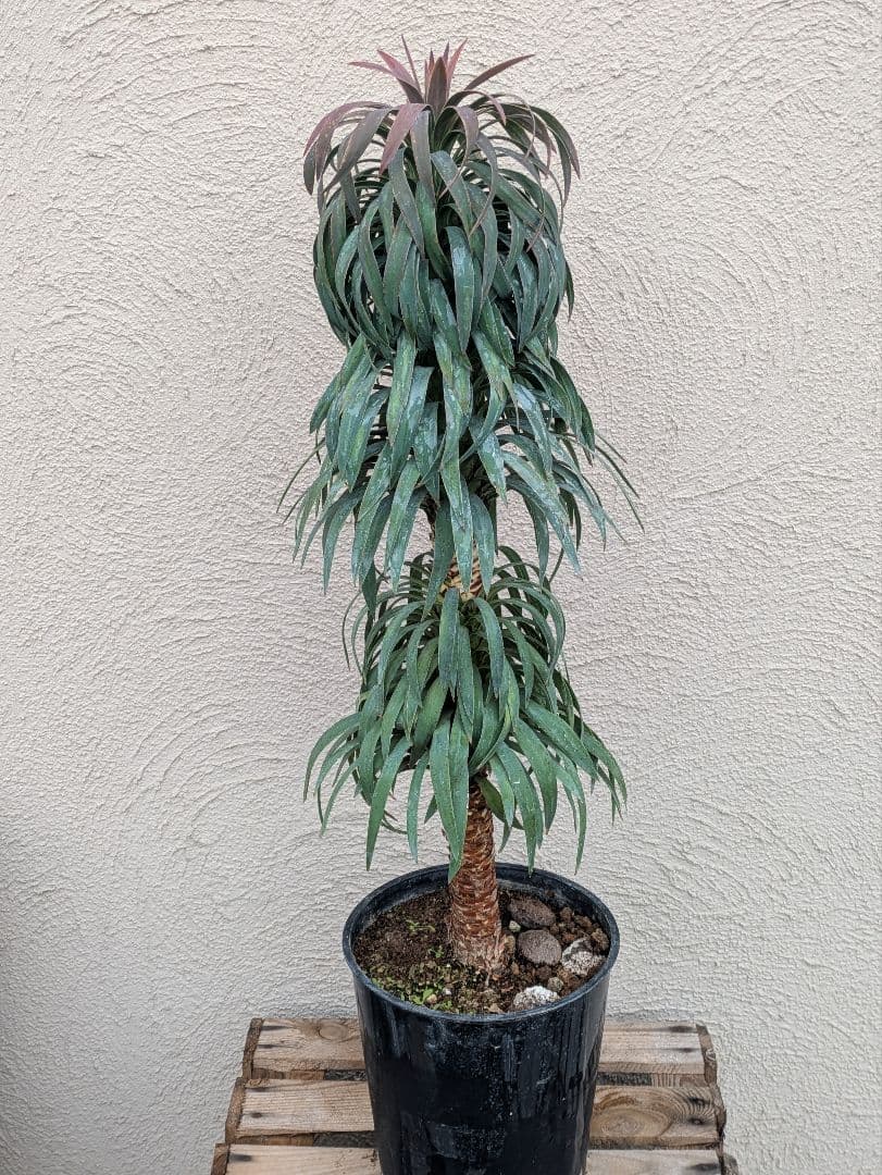 【現品・鉢まま出荷】超かっこいい　ユッカ　デスメティアーナ