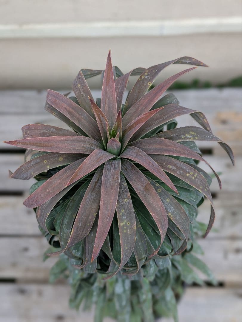 【現品・鉢まま出荷】超かっこいい　ユッカ　デスメティアーナ