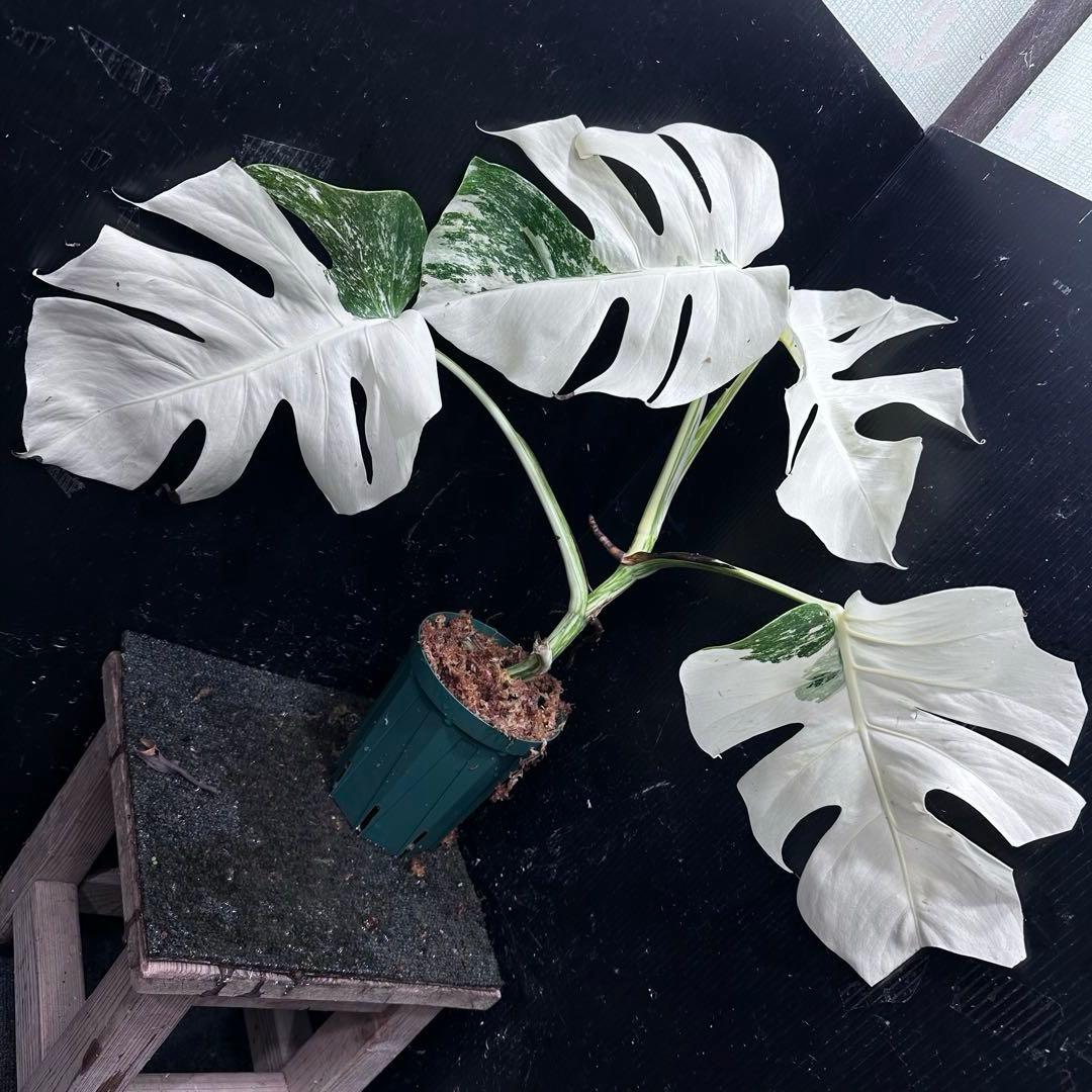 か*え様 斑入りモンステラ極上ホワイトタイガーフルムーン4号鉢植え発根済み リ*ー様 斑入りモンステラ極上ホワイトタイガーフルムーン4号鉢植え発
