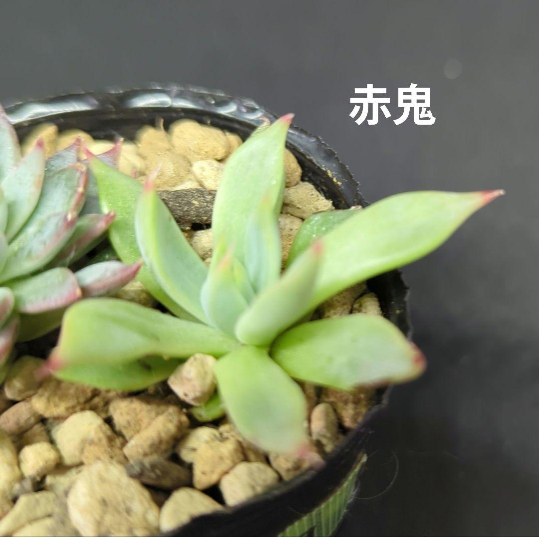 赤鬼 青鬼 ミックスベリア おらいさん苗 1 - メルカリ