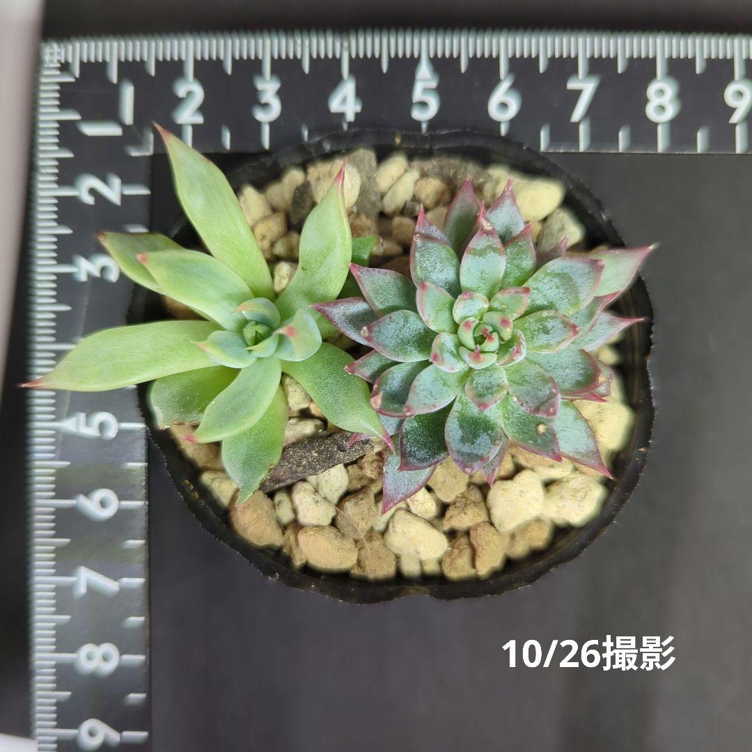 赤鬼 青鬼 ミックスベリア おらいさん苗 1 - メルカリ